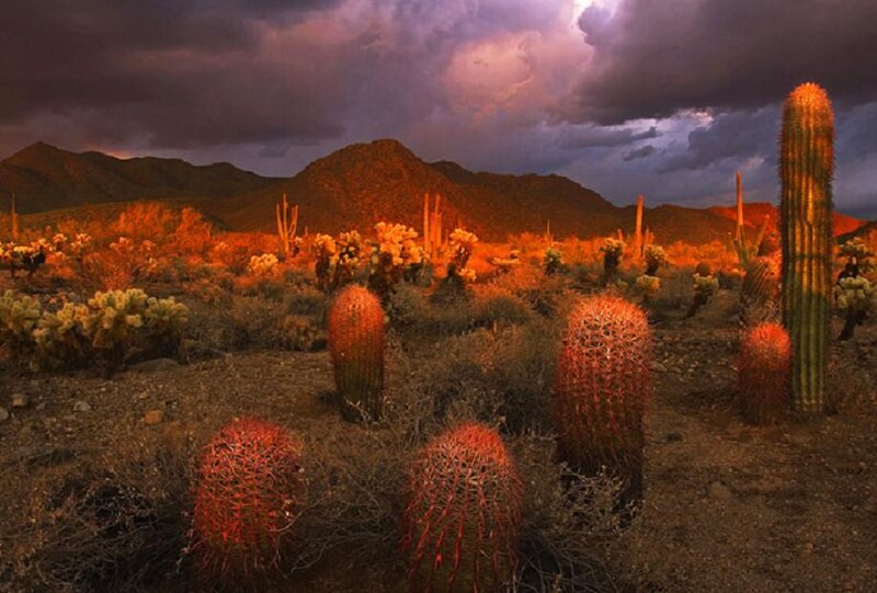 Cactus Landscape at Dusk