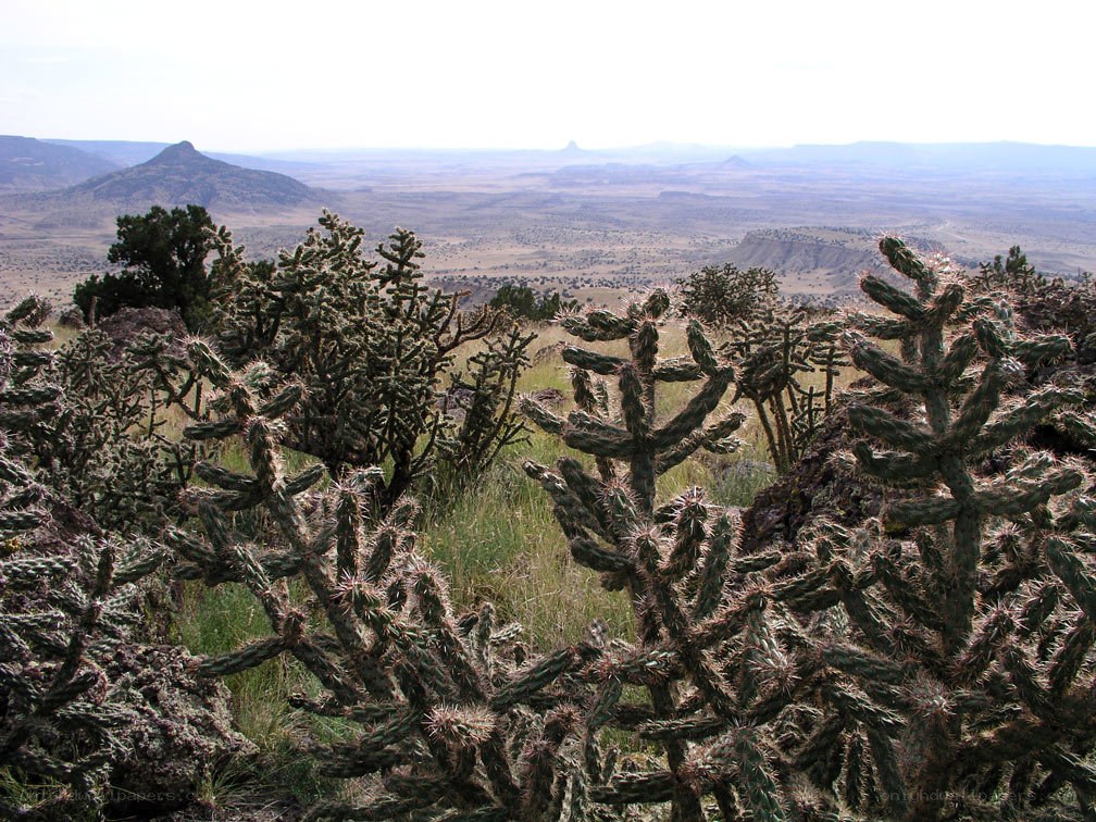 Cactus landscape in desert