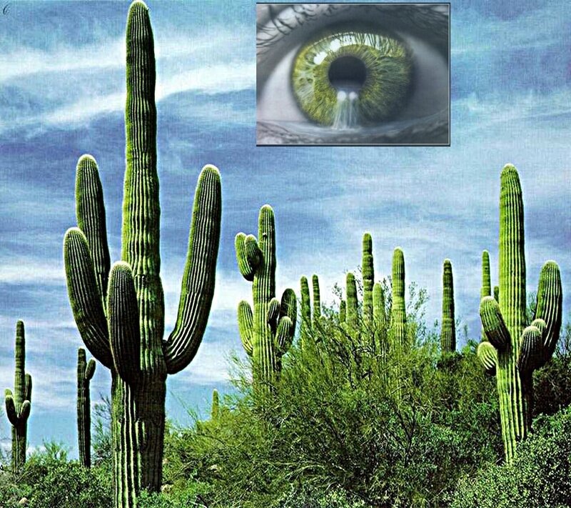 Cactus landscape with eye overlay