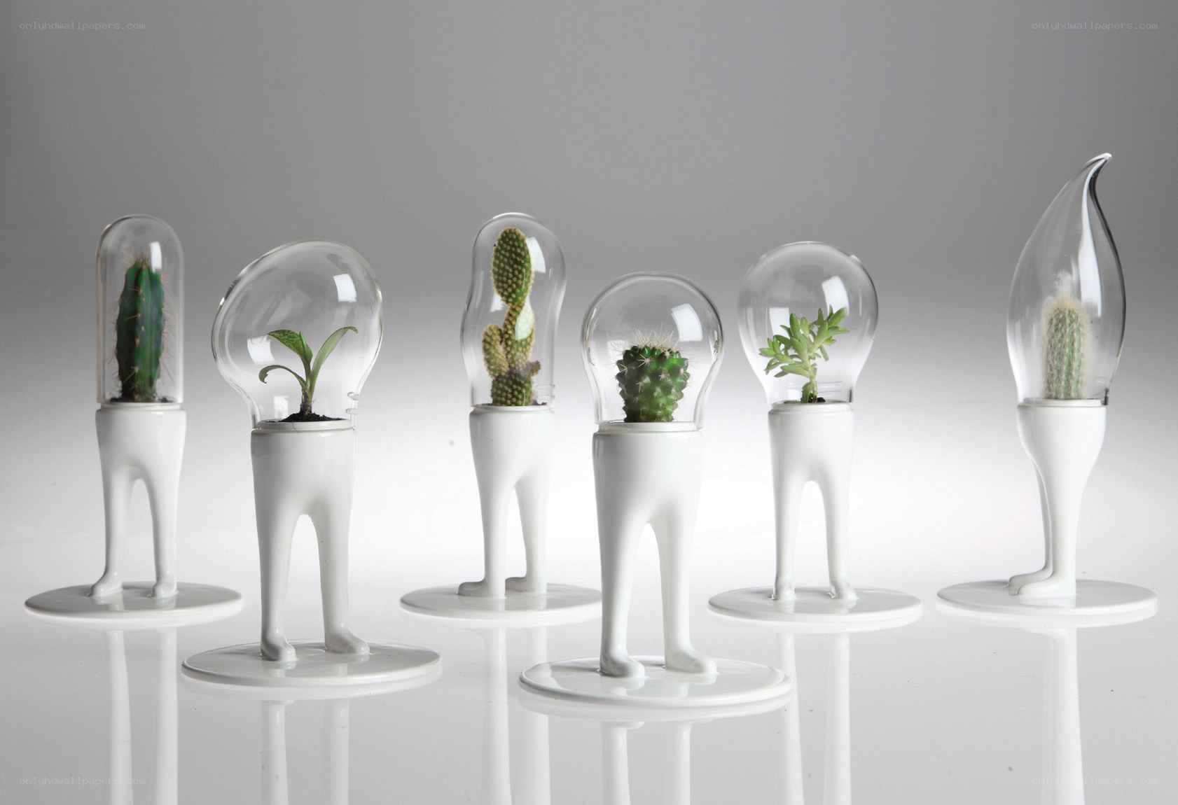cactus light bulb planters