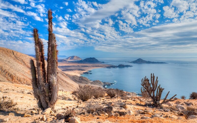Cactus on Desert Cliff