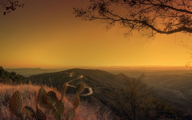 Cactus on Hillside — Orange