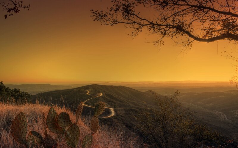 Cactus on Hillside
