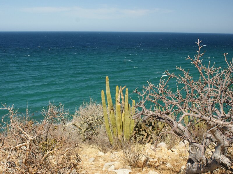 Cactus on Rocky Cliff — Blue
