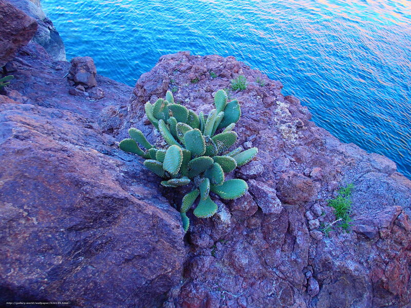 Cactus on rocky cliff by the sea