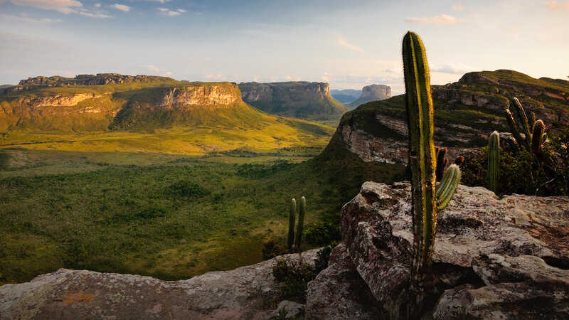 Cactus on Rocky Cliff — Green