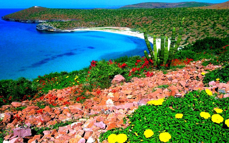 Cactus on Rocky Hillside — Blue, Serene