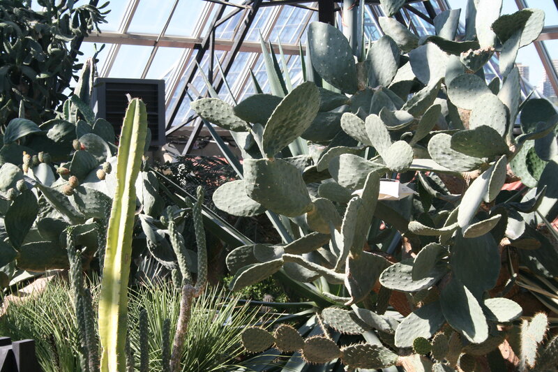 Cactus Plants in Greenhouse
