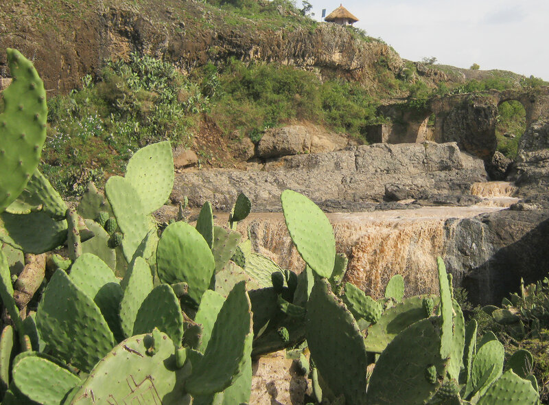 Cactus Plants Near Waterfall