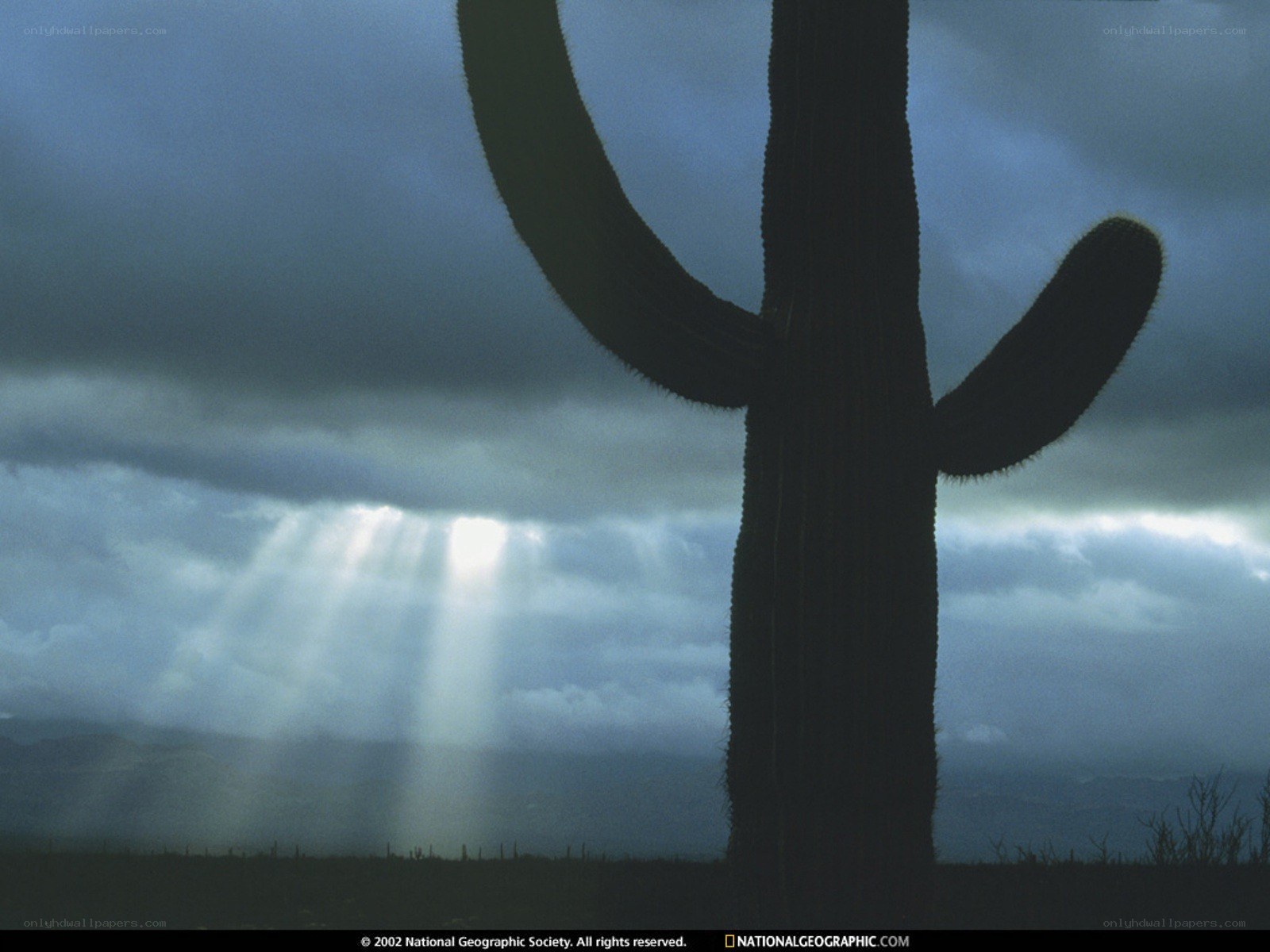 Cactus silhouette with sunbeams
