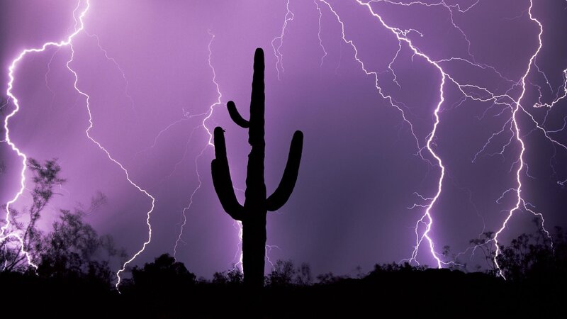 Cactus silhouetted against lightning storm