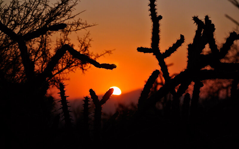Cactus Silhouettes at Sunset — Orange, Serene