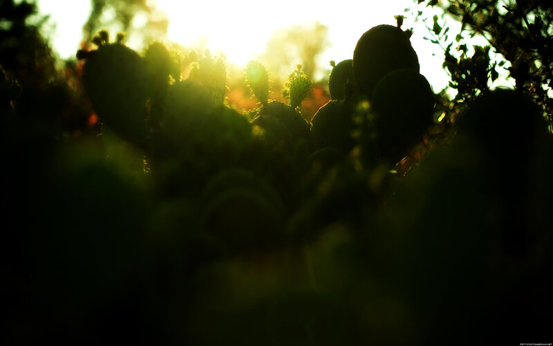 Cactus silhouettes at sunset