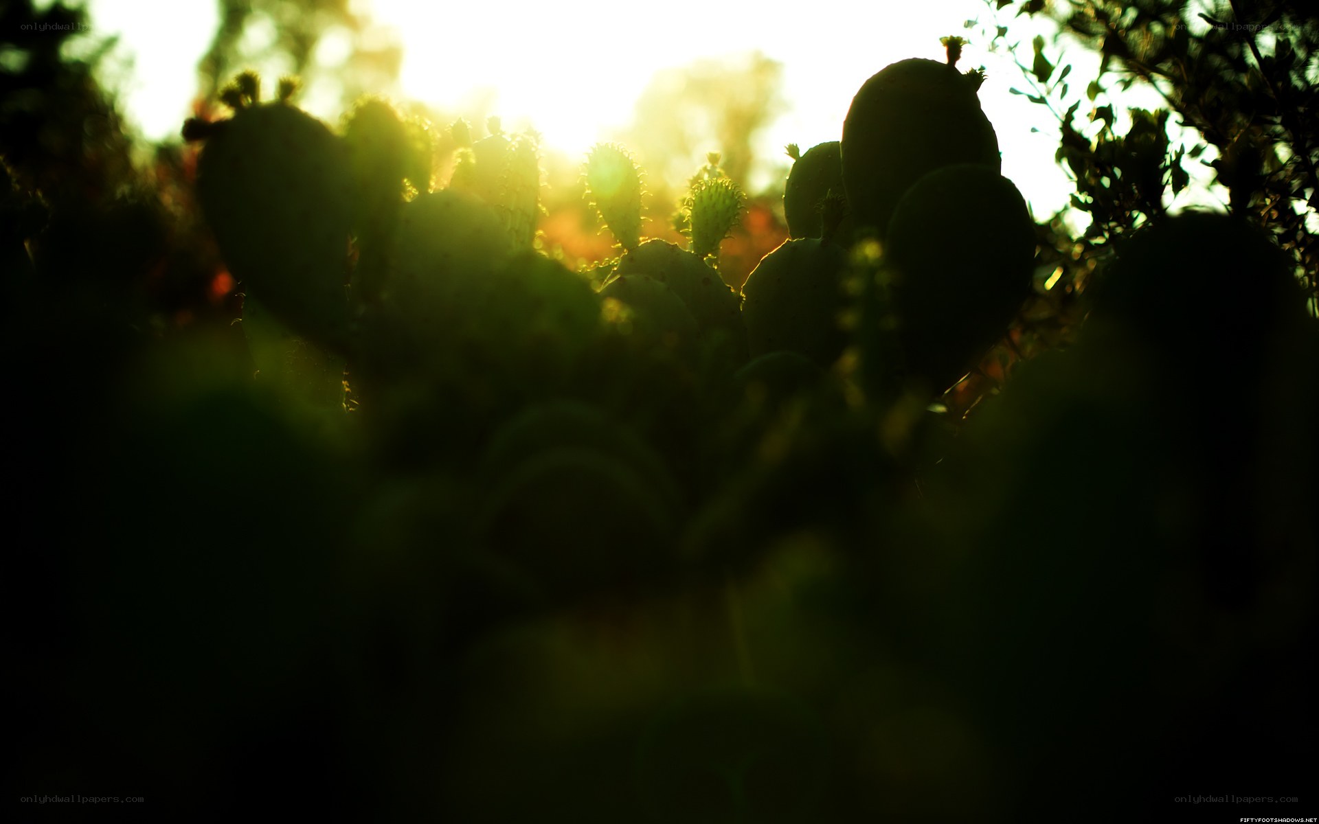 Cactus silhouettes at sunset