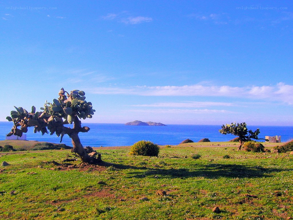 Cactus trees by the sea