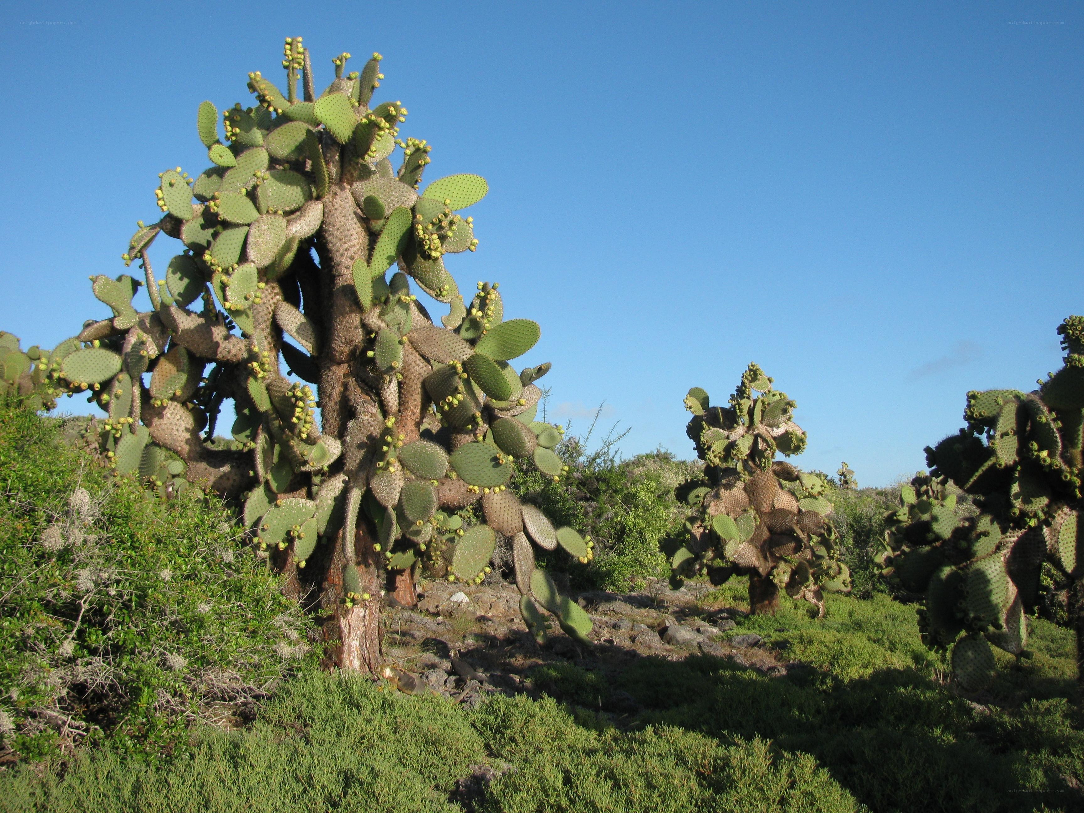Cactus trees in a sunny landscape
