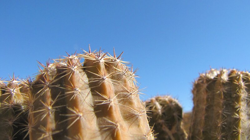 Cactus under blue sky