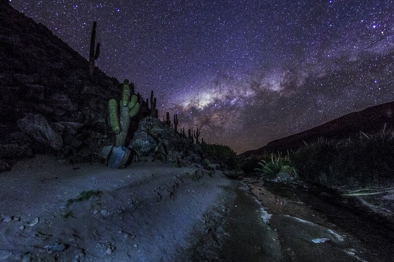Cactus under Starry Sky