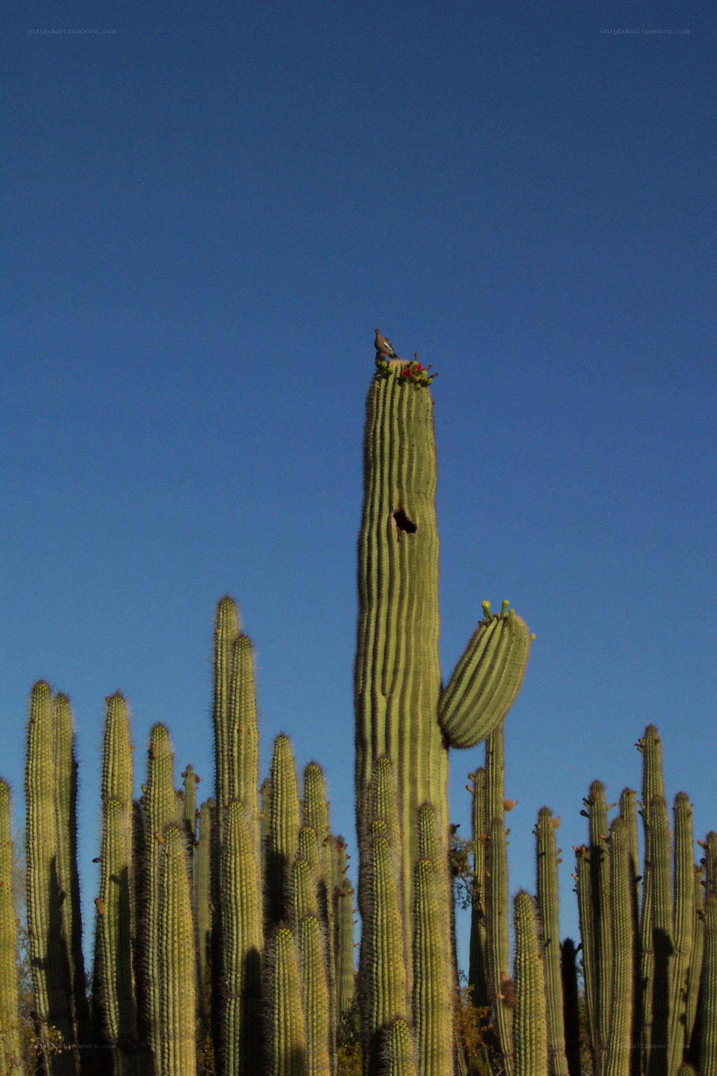 Cactus with bird on top