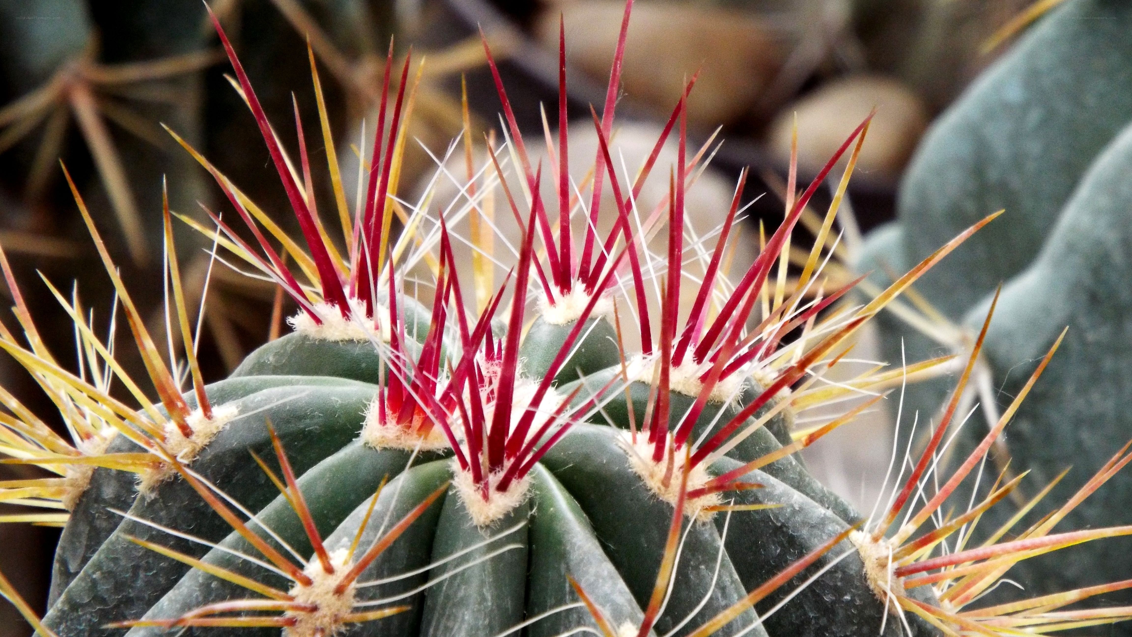 Cactus with colorful spines