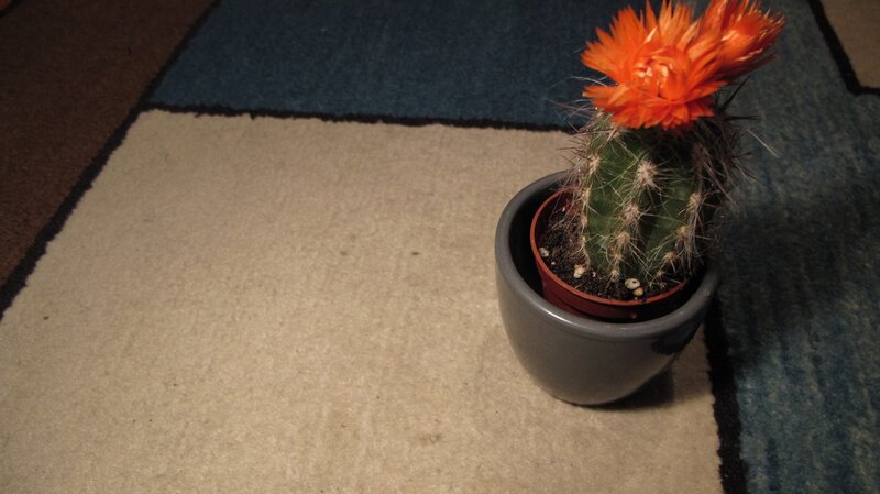 Cactus with orange flower
