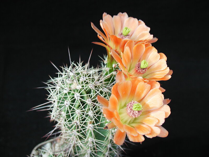 Cactus with Orange Flowers — Dramatic