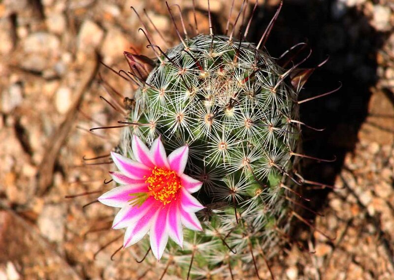 Cactus with Pink Flower — Natural