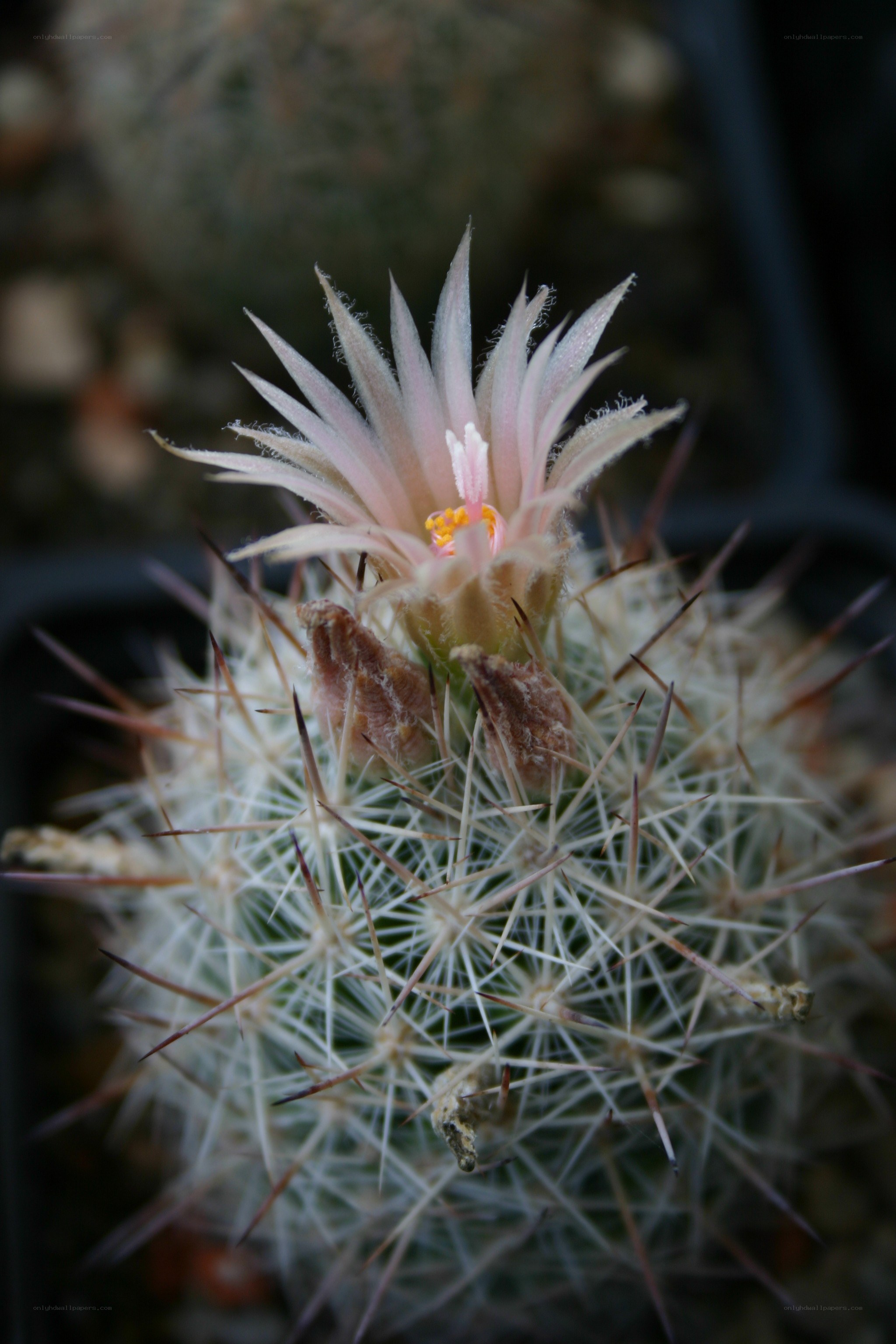 Cactus with pink flower
