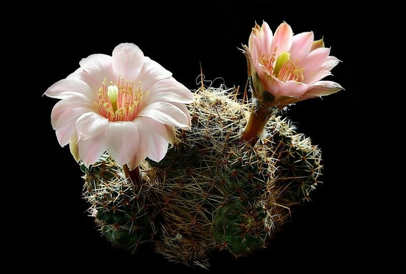 Cactus with Pink Flowers — Dramatic