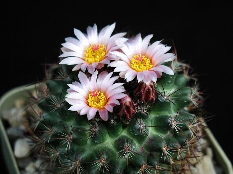 Cactus with Pink Flowers — Green