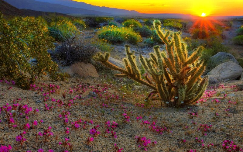 Cactus with Pink Flowers — Yellow