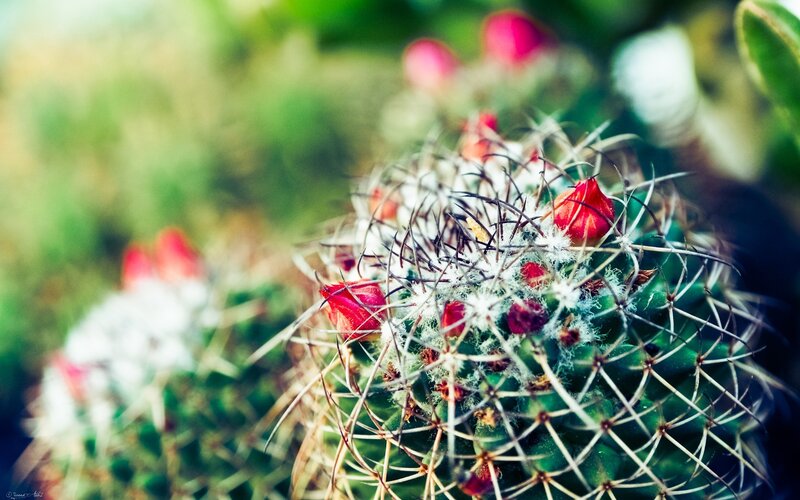 Cactus with Red Buds — Green, Calm