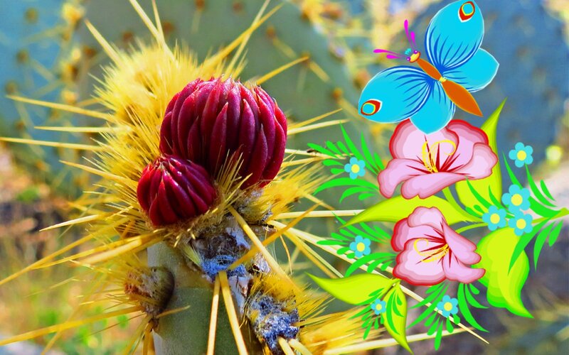 Cactus with Red Buds — Green