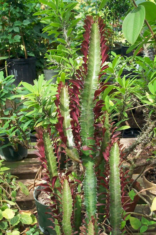 Cactus with red-edged leaves