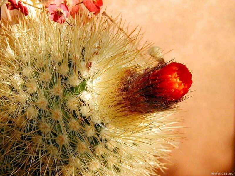 Cactus with Red Flower