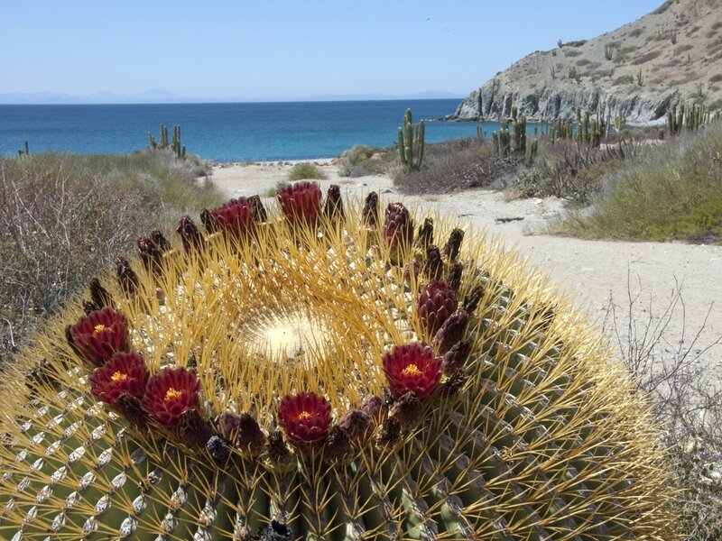 Cactus with red flowers by the sea