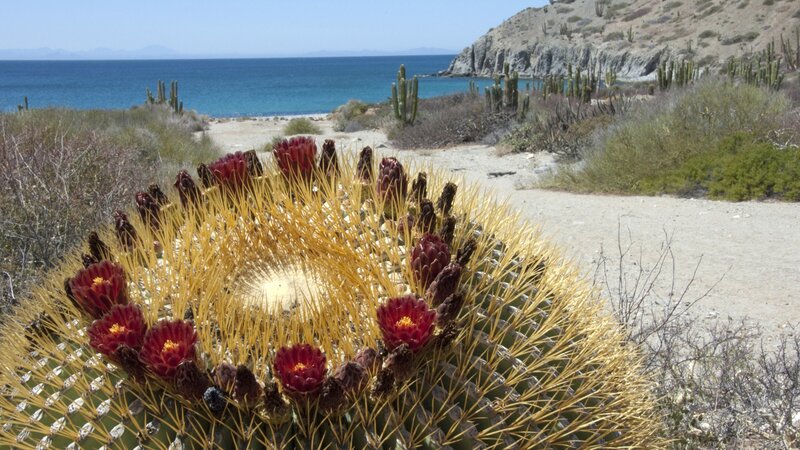 Cactus with red flowers by the sea