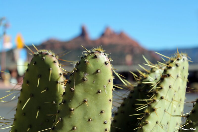 Cactus with red rock formations
