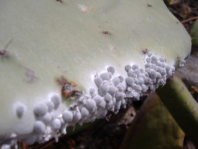 Cactus with scale insects