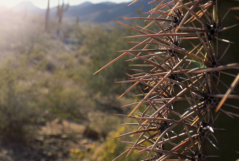 Cactus with Sharp Spines