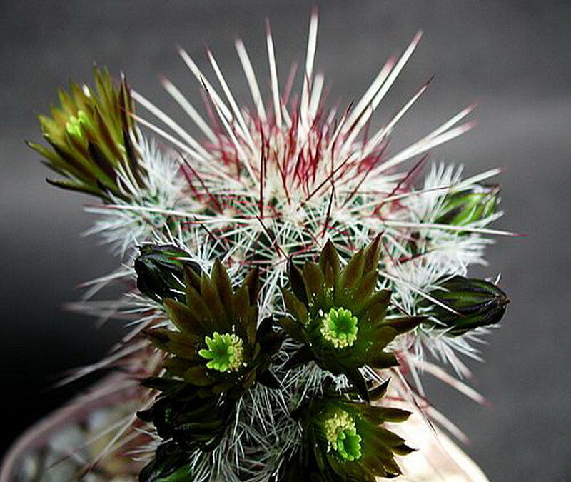 Cactus with Spines and Buds