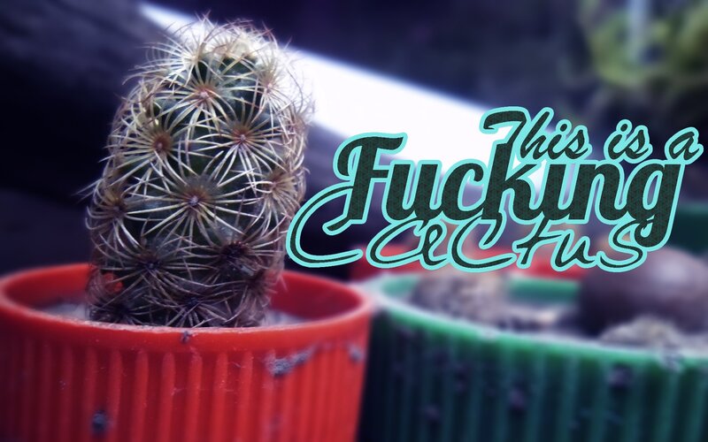 cactus with text overlay