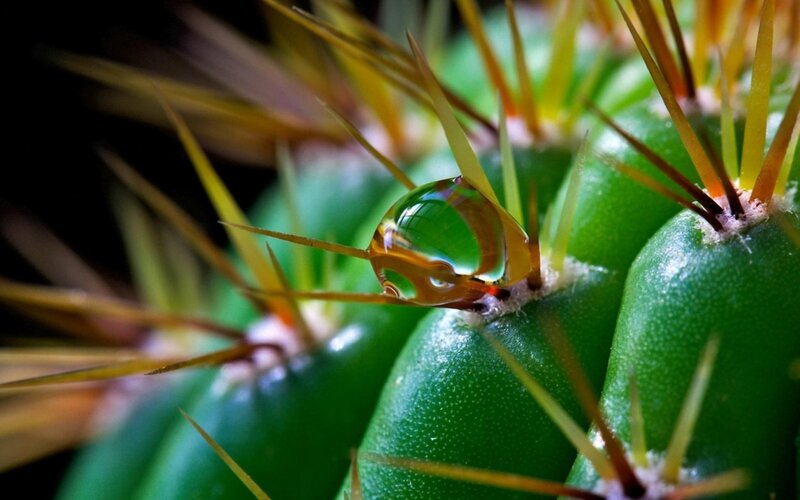 Cactus with Water Droplet — Green, Dramatic