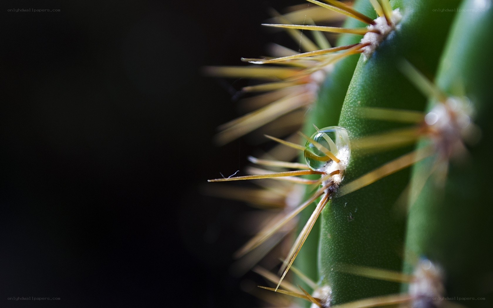 Cactus with water droplet