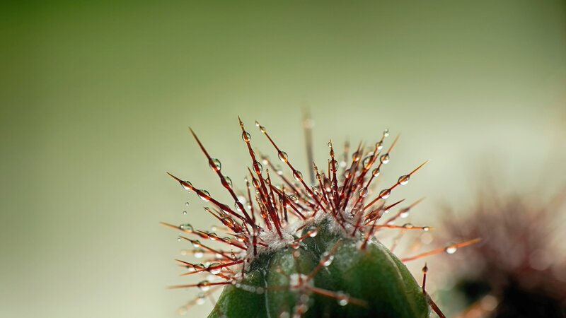 Cactus with Water Droplets — Green, Serene