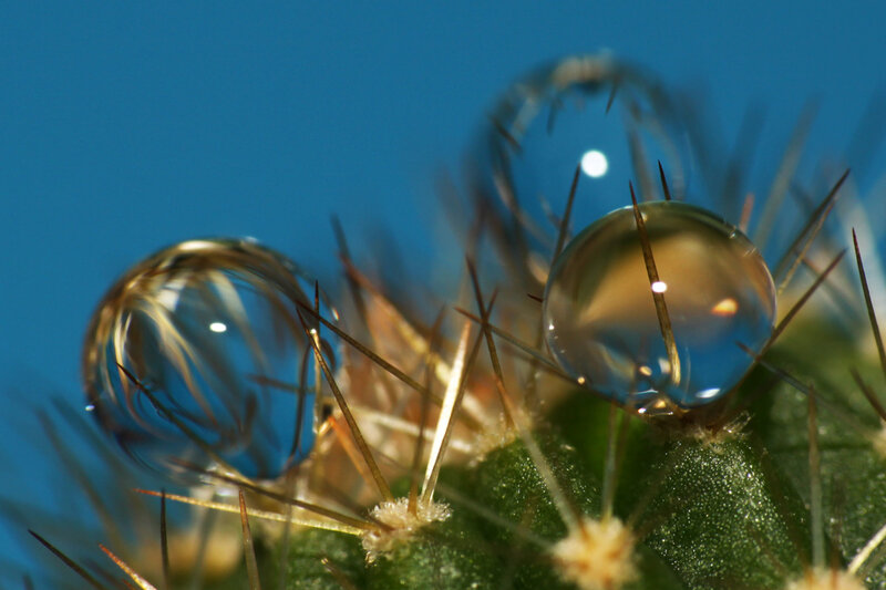 Cactus with Water Droplets — Green