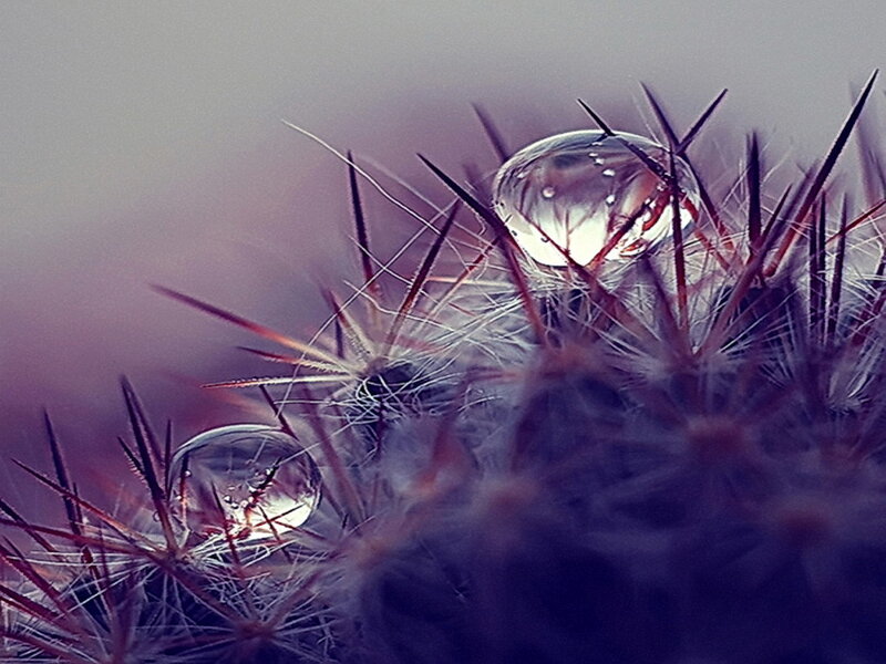 Cactus with Water Droplets