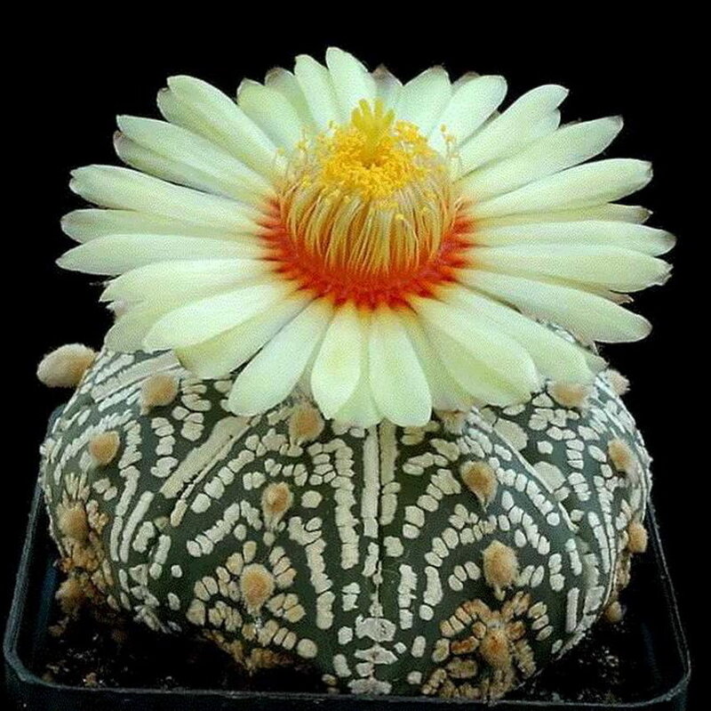 cactus with white flower