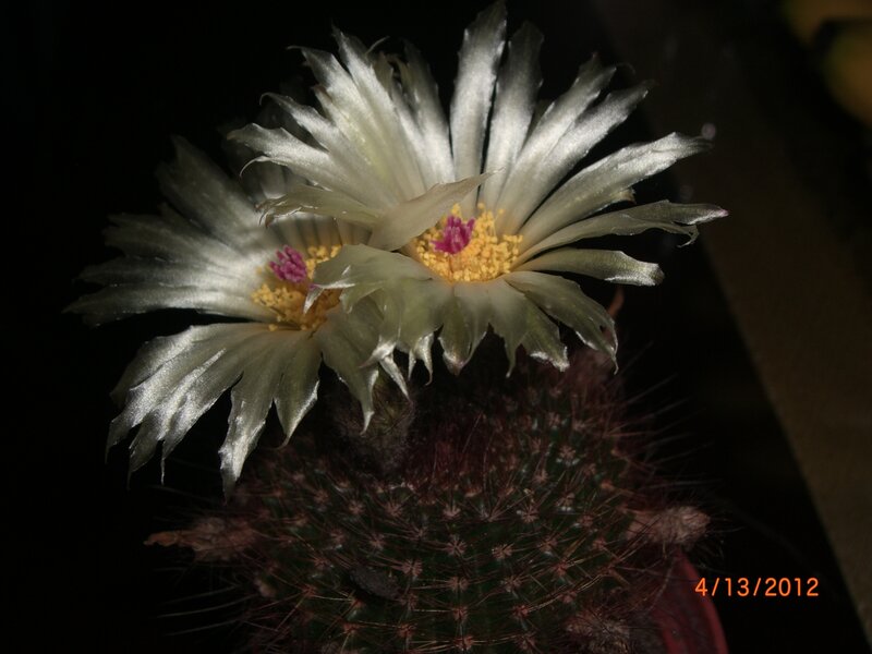 Cactus with White Flowers