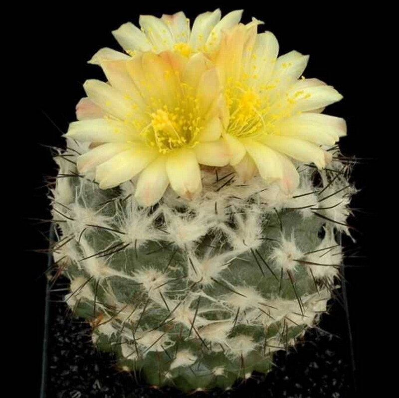 cactus with yellow flowers